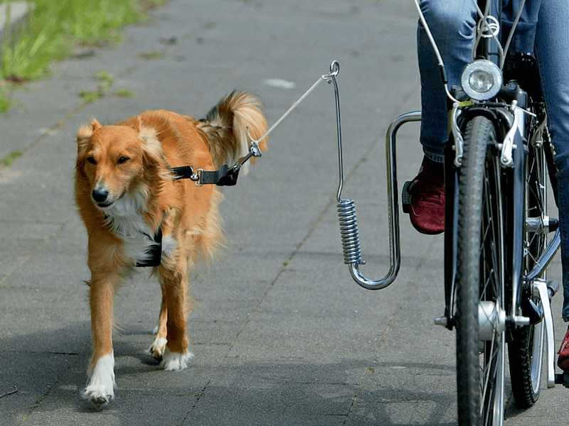 Flamingo Doggy Guide Fahrradhalterung