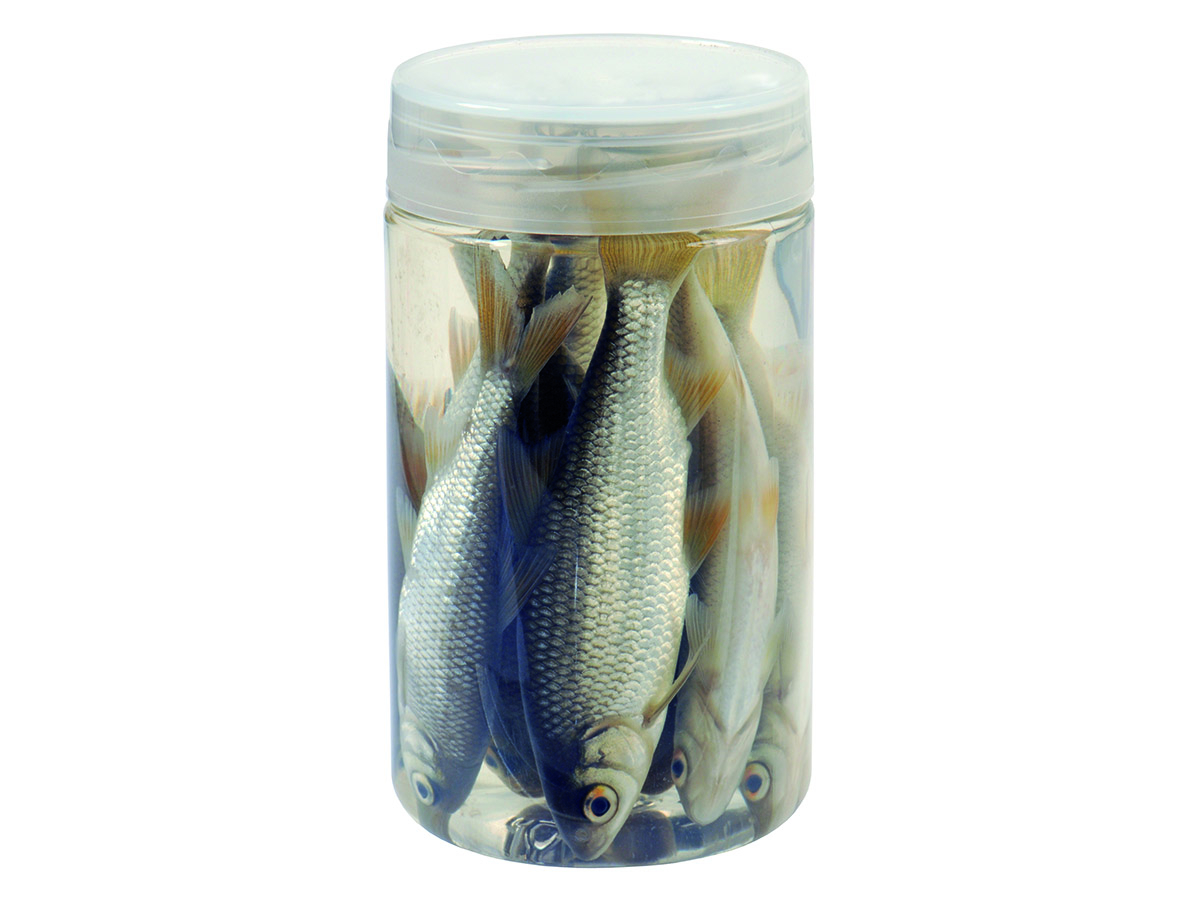 Albatros 10-12 cm Roach Köderfische